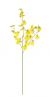 ORCHIDEA HARMONY X 4FIORI  GIALLO  H.81CM 0172408 BIZZOTTO