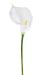 CALLA APERTA 66cm WHITE CL014 DINO BIANCHI