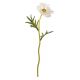 ANEMONE BIANCO H30CM BIZZOTTO 0171755