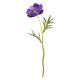 ANEMONE VIOLETTA H30CM BIZZOTTO 0171759
