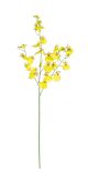 ORCHIDEA HARMONY X 4FIORI  GIALLO  H.81CM 0172408 BIZZOTTO