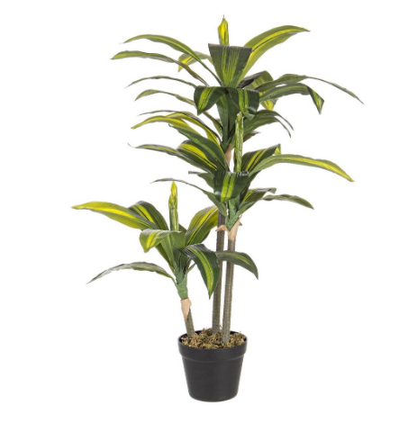 PIANTA DRACAENA CON VASO H88 0172431