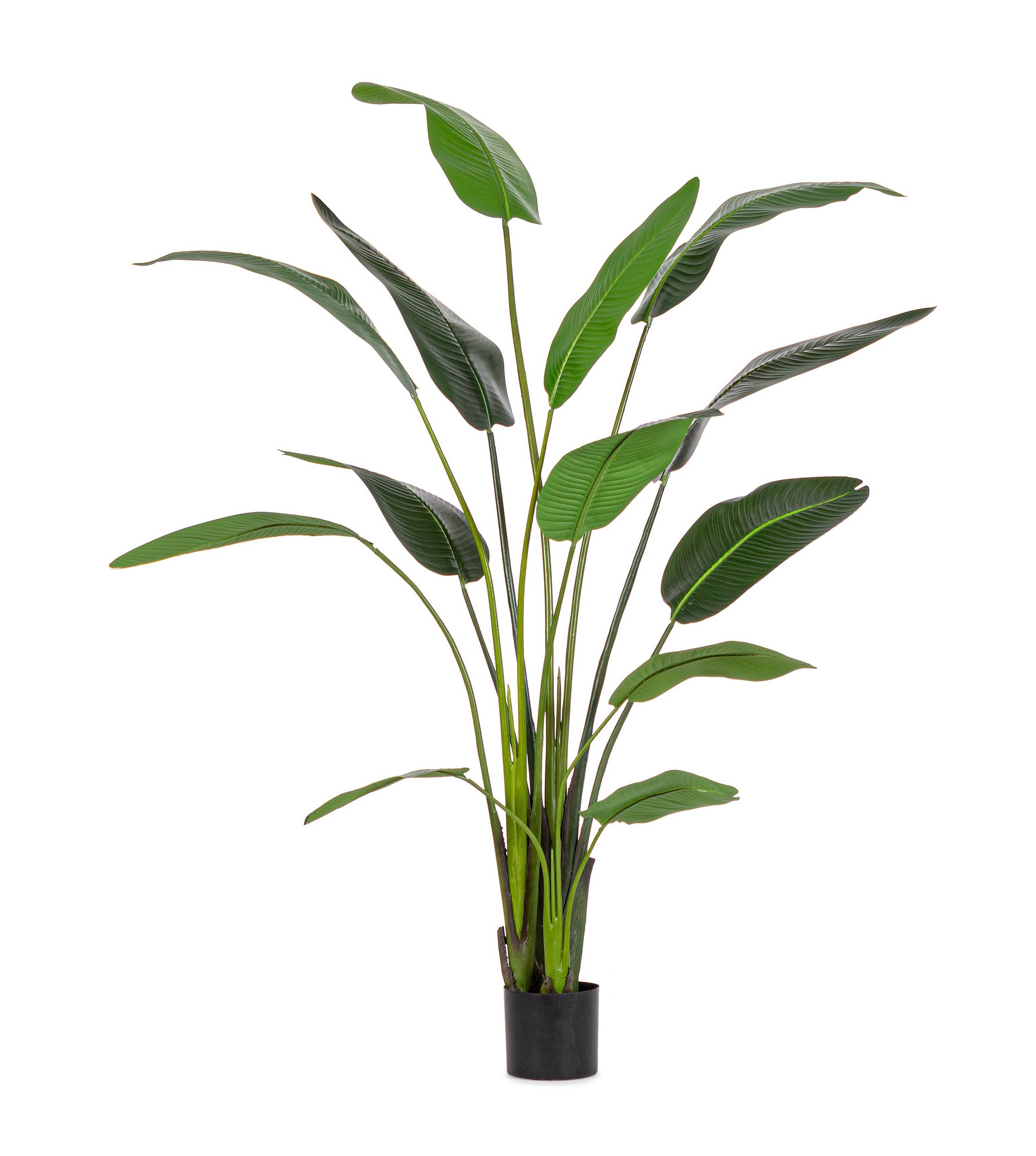 PIANTA STRELITZIA CON VASO H. 235 0172963 BIZZOTTO
