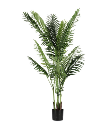 PIANTA KENZIA CON VASO H160 0172838