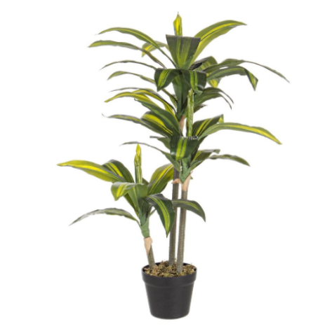 PIANTA DRACAENA CON VASO H88 0172431