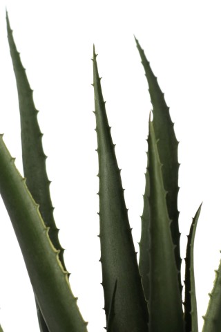 PIANTA ALOE CON VASO H60CM 0170767