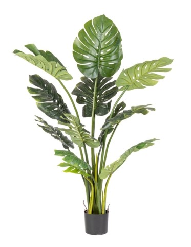 PIANTA FILODENDRO CON VASO H150 0172971