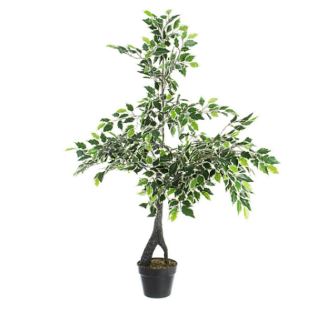 PIANTA FICUS VARIEGATO CON VASO 0172636