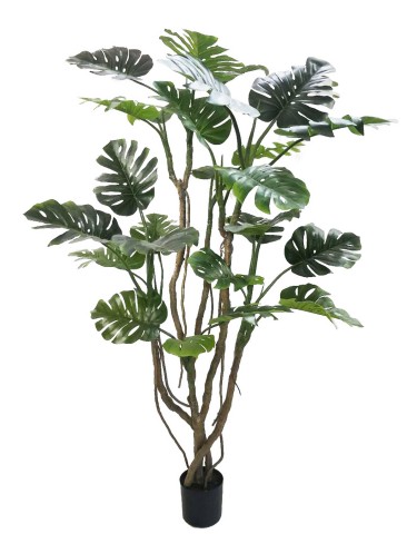PIANTA MONSTERA CON VASO H210 0173039