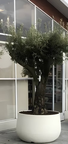 VASO URBANO ACAYA 78 BI PERLA