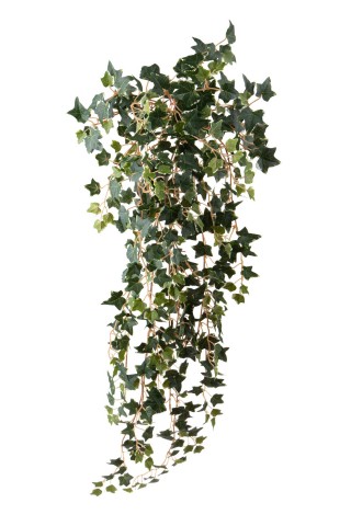 CADENTE MINI EDERA 498 FGL 90CM GB022
