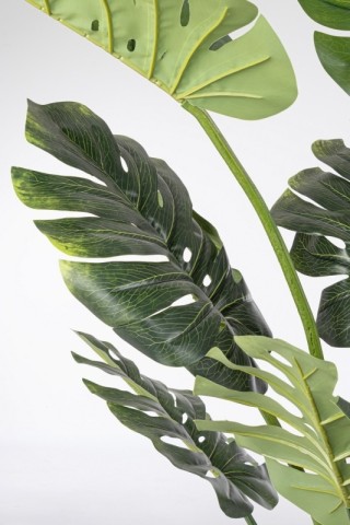 PIANTA FILODENDRO CON VASO H150 0172971