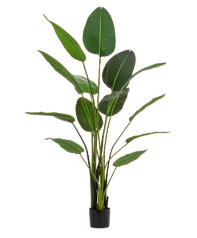 PIANTA STRELITZIA CON VASO H185 0172962