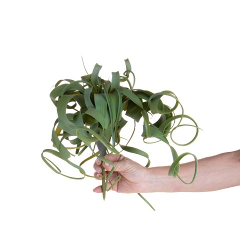 RAMO TILLANDSIA H.30 CM PG003