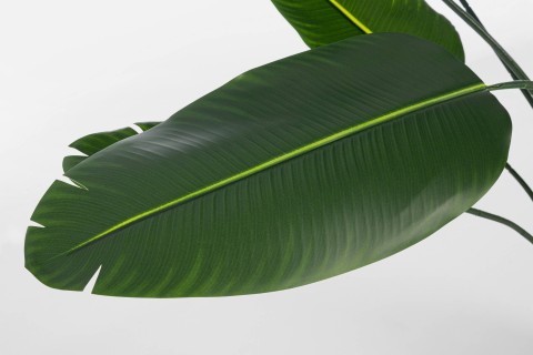 PIANTA STRELITZIA CON VASO 20 FOGLIE H190