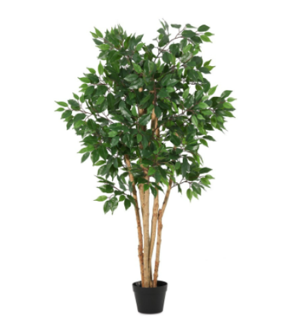 PIANTA FICUS CON VASO H145 0173188