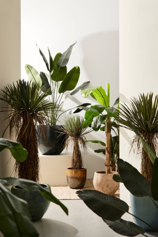 PIANTA STRELITZIA CON VASO 20 FOGLIE H190