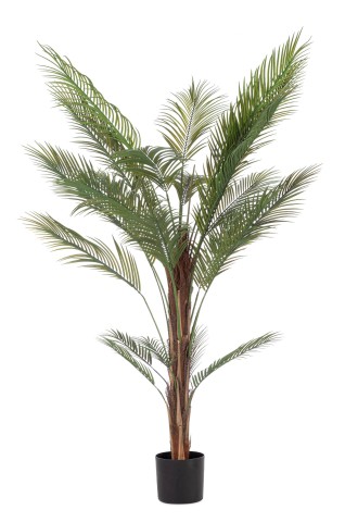 PIANTA KENZIA CON VASO H180 0173229