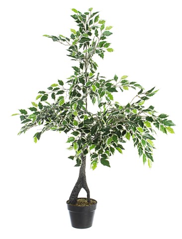 PIANTA FICUS VARIEGATO CON VASO 0172636