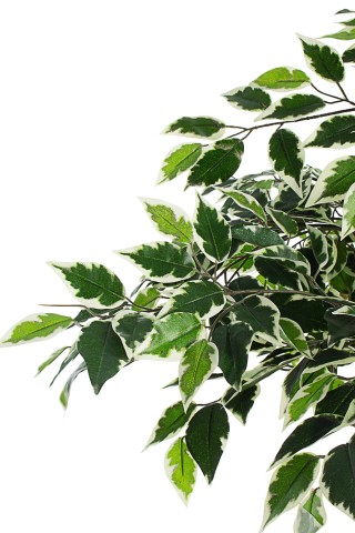 PIANTA FICUS VARIEGATO CON VASO 0172636