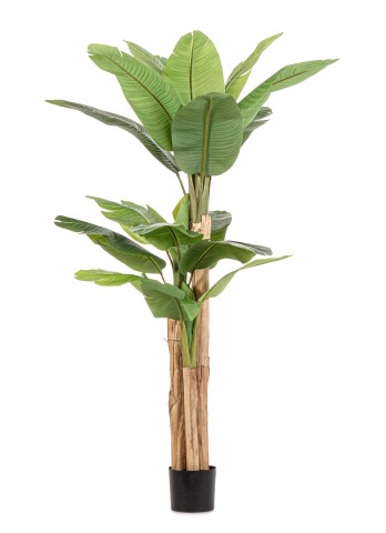 PIANTA BANANO CON VASO H200 0172967