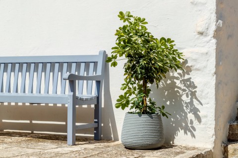 CONCHINO BALI CONCORD GIADA M35CGD