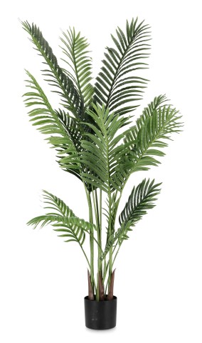 PIANTA KENZIA CON VASO H140 0172837