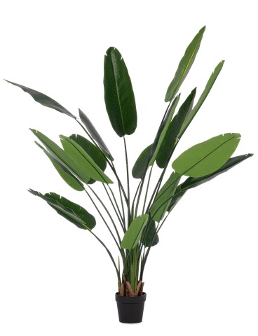 PIANTA STRELITZIA CON VASO 20 FOGLIE H190