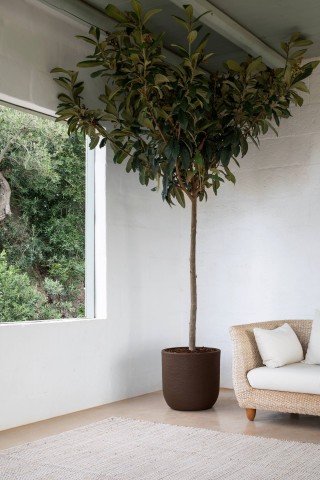 CONCHINO RIGATO SHABBY CORI 45 BROWN