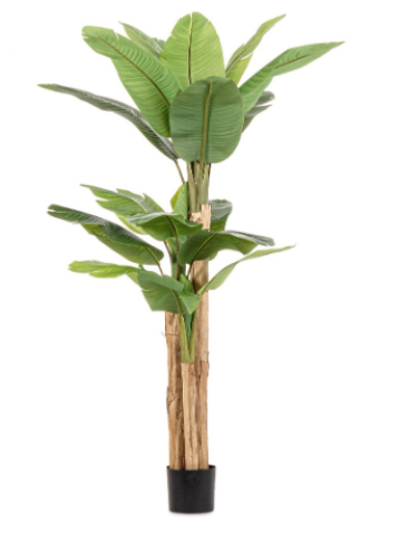 PIANTA BANANO CON VASO H200 0172967