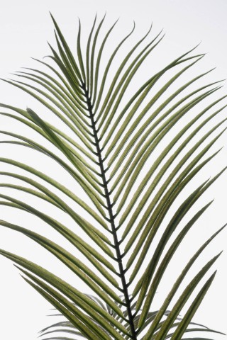 PIANTA KENZIA CON VASO H180 0173229