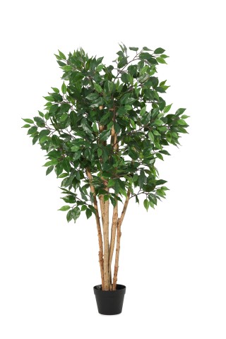 PIANTA FICUS CON VASO H145 0173188