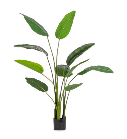 PIANTA STRELITZIA CON VASO H150 0172961
