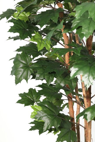 PIANTA ACERO CANADESE CON VASO H175