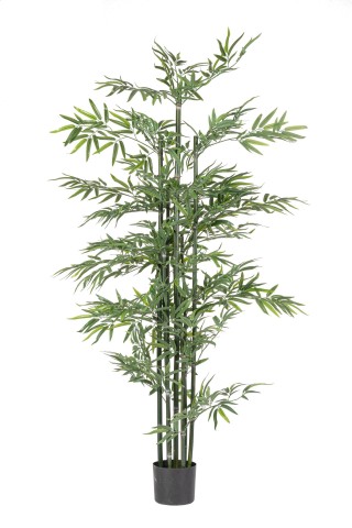 PIANTA BAMBOO CON VASO H190 0172981
