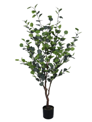 PIANTA EUCALIPTO CON VASO H150 0173042