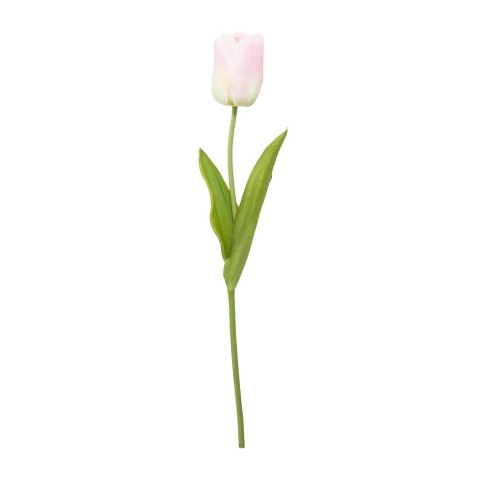 ROSA ROSA H60 CM 37186