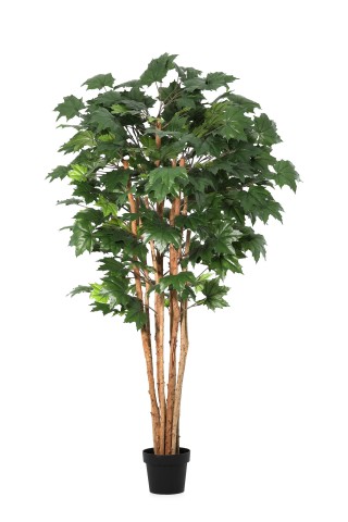 PIANTA ACERO CANADESE CON VASO H175