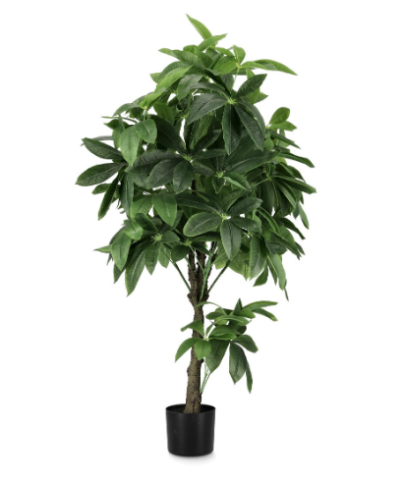 PIANTA PACHIRA AQUATICA CON VASO 0172862