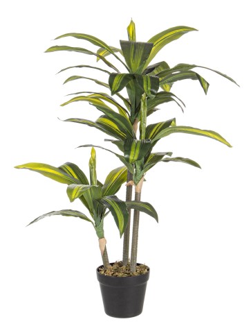 PIANTA DRACAENA CON VASO H88 0172431