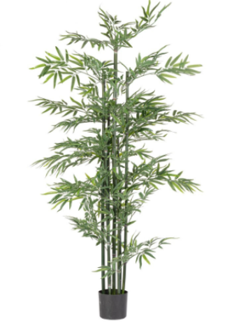 PIANTA BAMBOO CON VASO H190 0172981