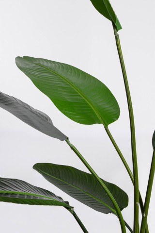 PIANTA STRELITZIA CON VASO H185 0172962