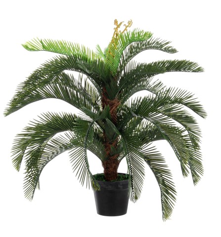 PIANTA PALMA CYCAS CON VASO 0172480