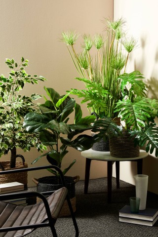 PIANTA FICUS VARIEGATO CON VASO 0172636