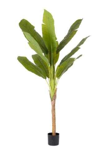 PIANTA BANANO CON VASO H210 0173151