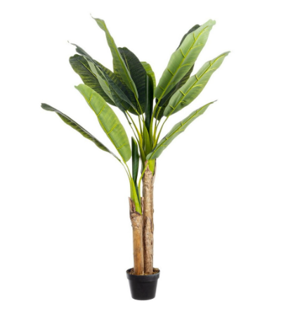 PIANTA BANANO CON VASO H135 0172471