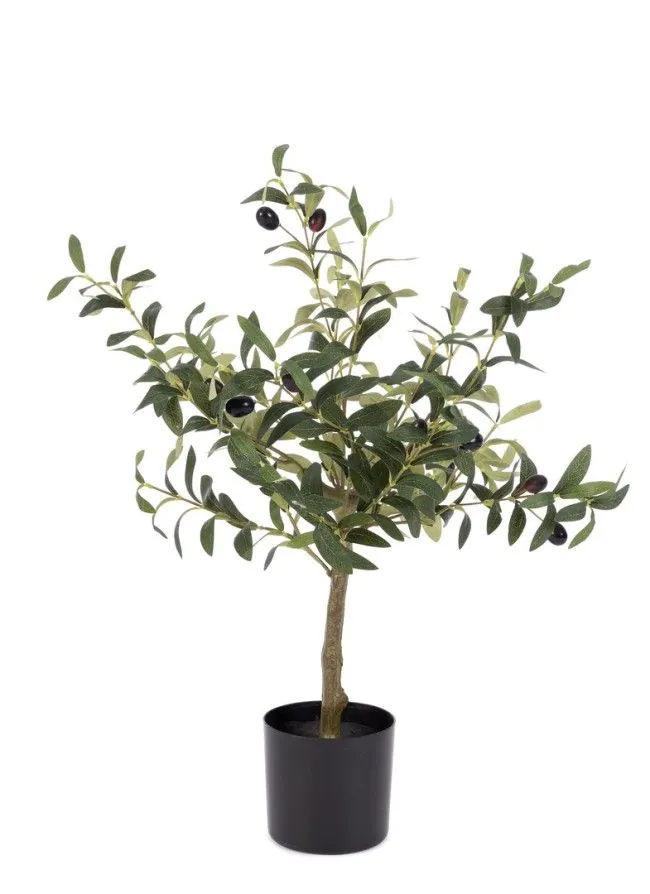 PIANTA ULIVO CON VASO H65 0173146