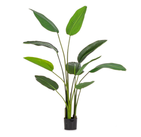PIANTA STRELITZIA CON VASO H150 0172961