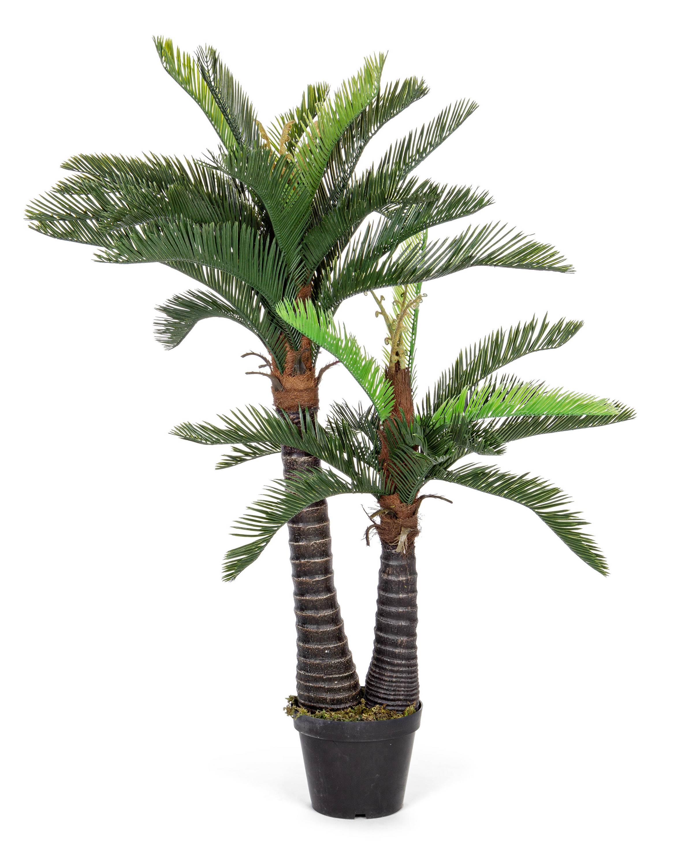 PIANTA PALMA CON VASO H150 0172628