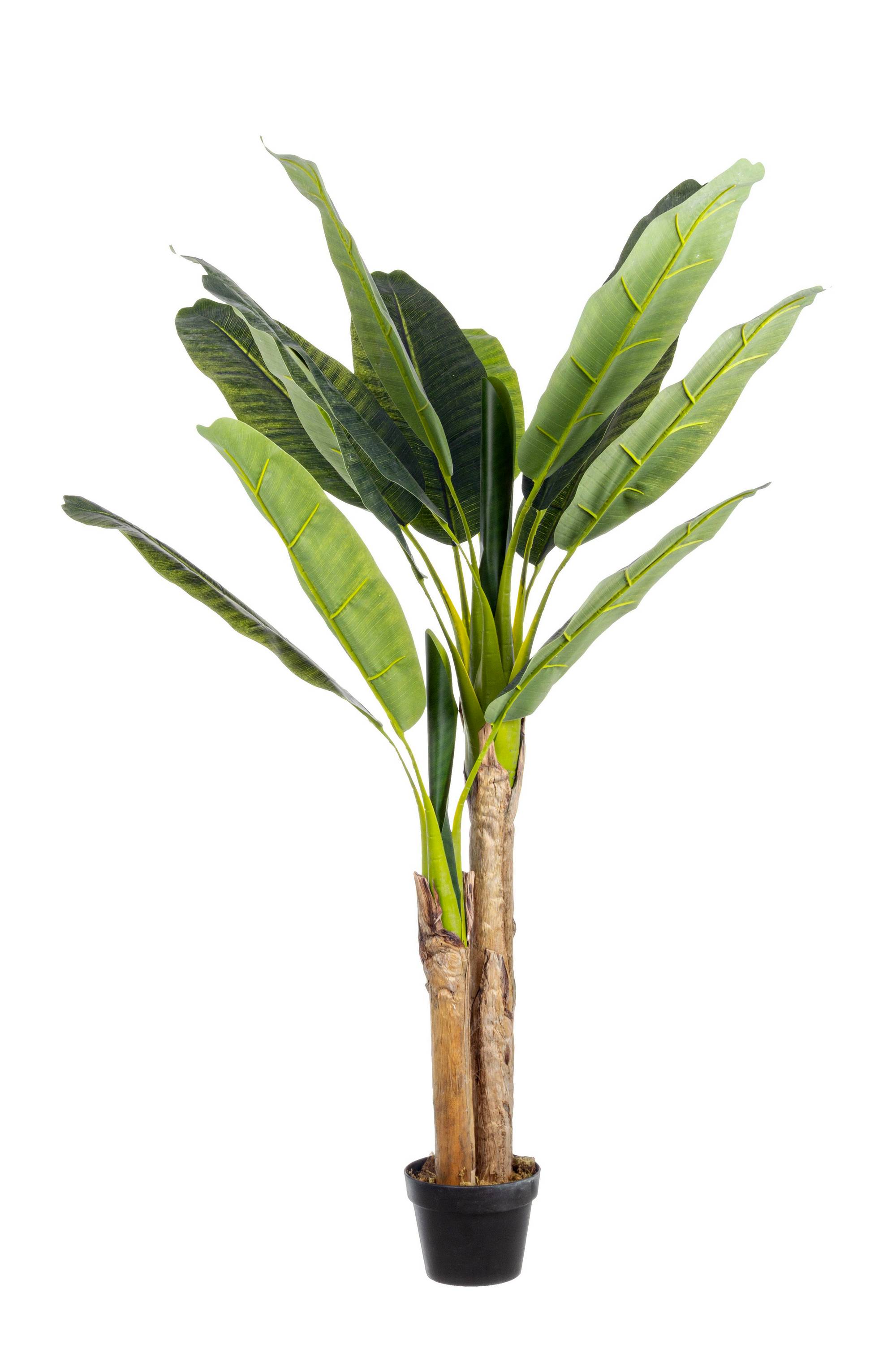 PIANTA BANANO CON VASO H135 0172471